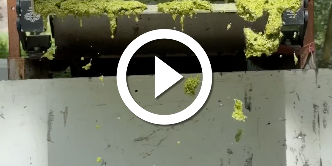 Le ramassage des lentilles d'eau à la Citadelle de Lille