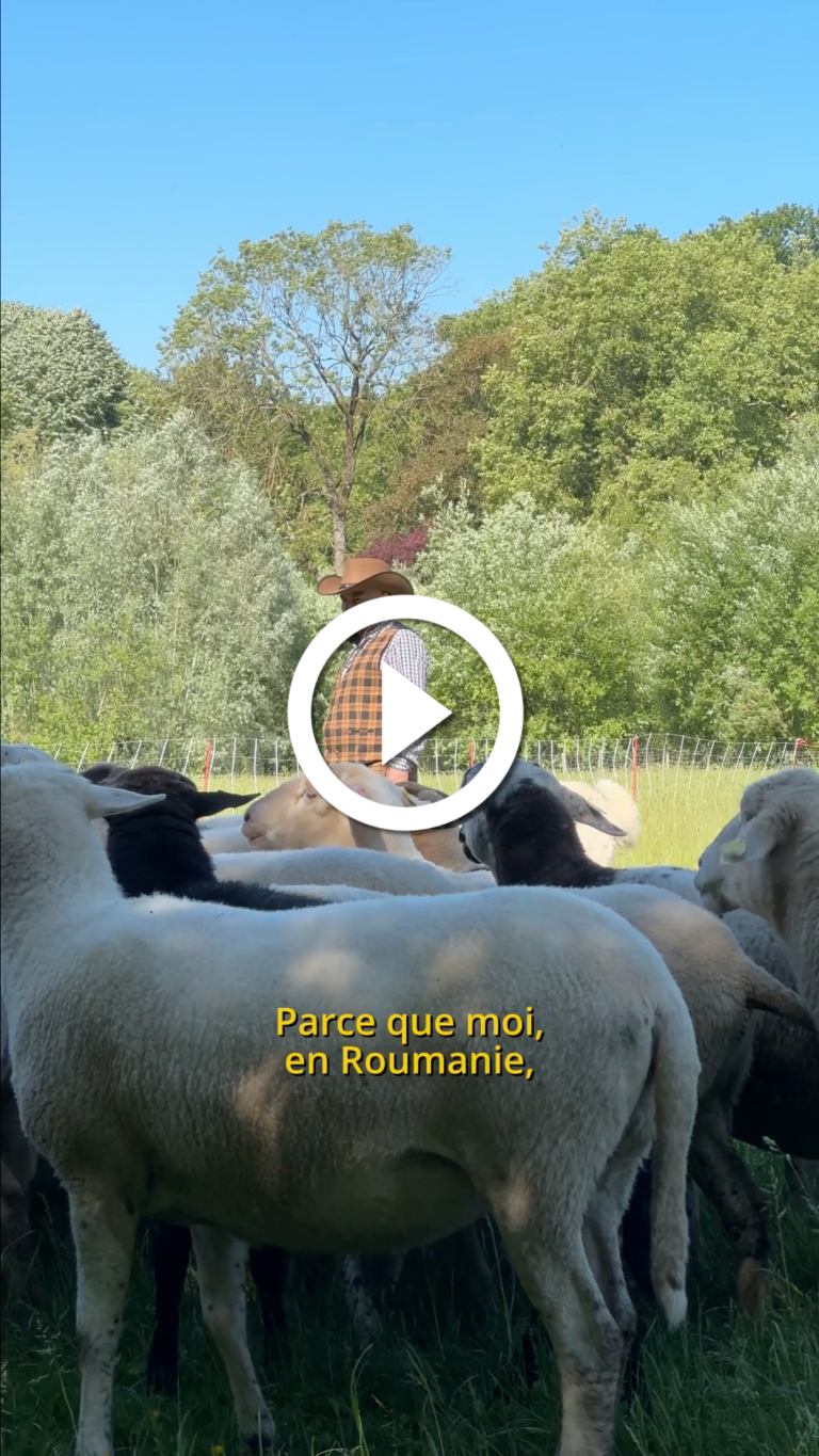 L'écopâturage à la Citadelle de Lille